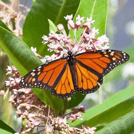 Perennial Butterfly Garden Kit