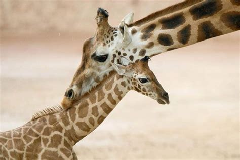 Животные и их детёныши | Animals, Giraffe, Baby animals