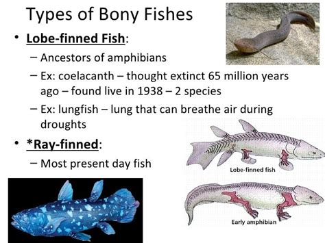 Bony fish powerpoint