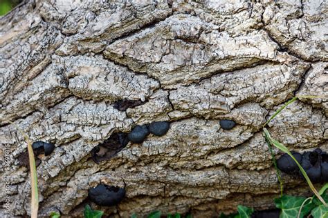 Tree Bark With Fungus Daldinia Concentrica King Alfreds Cakes Coal