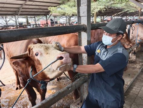 1 300 Petugas Bakal Cek Kesehatan Hewan Kurban Di Jabar