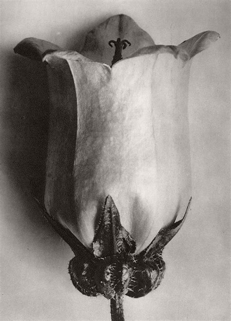 Biography Fine Art Botanical Photographer Karl Blossfeldt