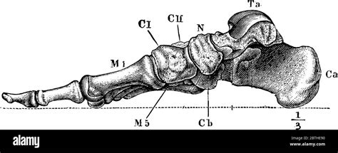 Labels: Ca, calcaneum, or os calcis; Ta, articular surface for tibia on the astragalus; N ...