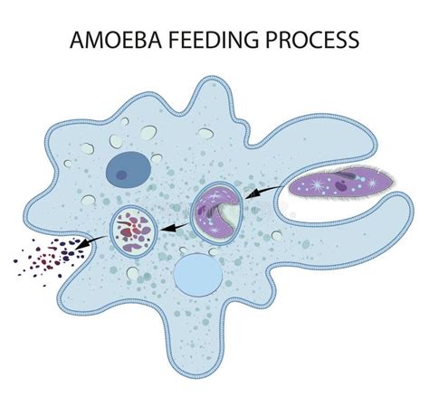 Feeding And Digestion In Amoeba Stock Illustration Illustration Of Fresh Biology 241705420