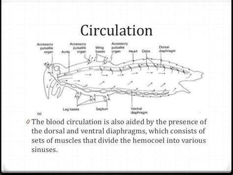 Cockroach Circulatory System Of Cockroach