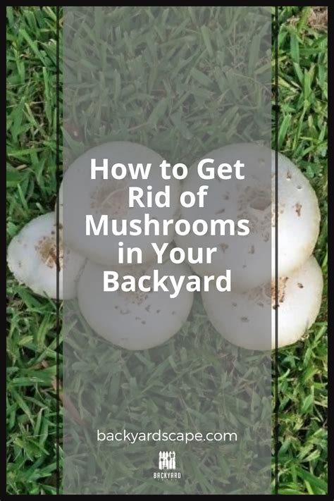 How To Get Rid Of Mushrooms In Your Backyard Artofit