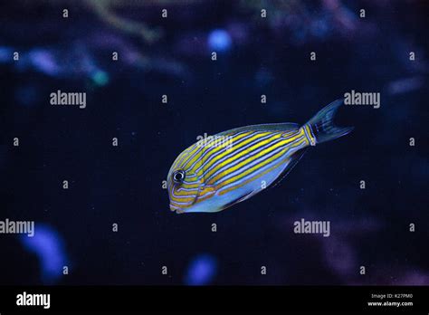 Striped Surgeonfish Acanthurus Lineatus Swims On A Coral Reef Stock