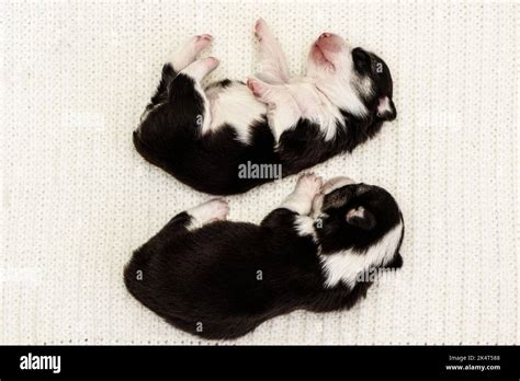 Cute Pembroke Welsh Corgi puppies enjoy sleeping on soft blanket Stock ...