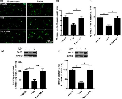 Inhibition Of Autophagy Reverses The Reduced Aβ Pathology By