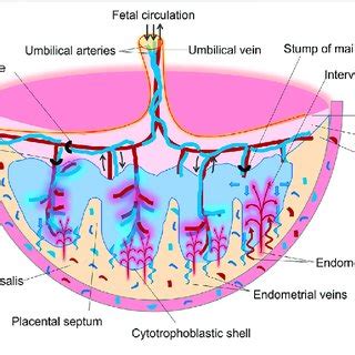 Schematic Drawing Of A Transverse Section Through A Full Term