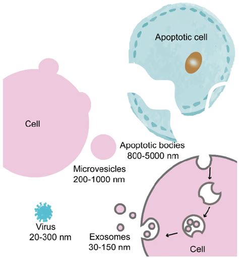 Schematic Representation Of The Biogenesis Of Apoptotic Bodies Download Scientific Diagram