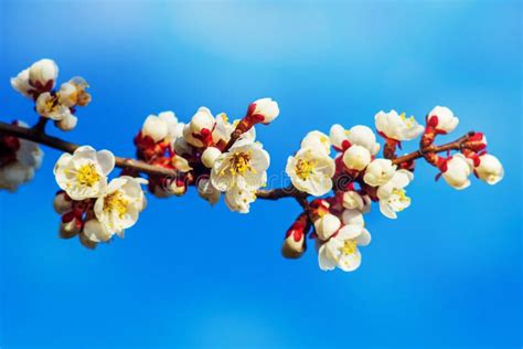 Apricot Branch With Flowers And Buds On Blue Sky Background In Sunny