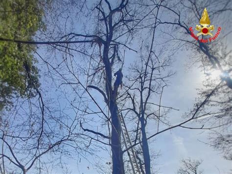 I Vigili Del Fuoco Salvano Un Gatto Bloccato Su Un Albero