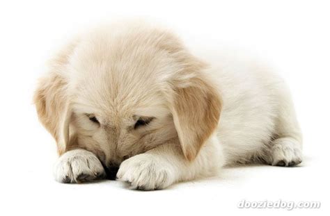 Golden Retriever dogs and puppies: Baby Golden Retrievers