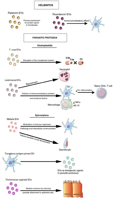 Evs In Parasitic Diseases Secretion Of Evs Has Been Described For Both Download Scientific