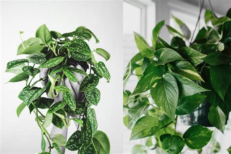 Benefits Of Pothos Plant Myindoorplants 𝒎𝒚𝒊𝒏𝒅𝒐𝒐𝒓𝒑𝒍𝒂𝒏𝒕𝒔