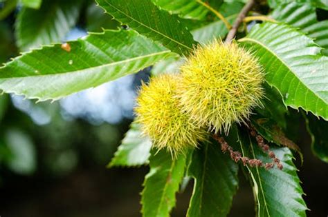 Photo of Chestnut Plant · Free Stock Photo