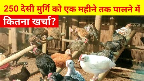 250 दस मरग क एक महन तक पलन म कतन खरच Local chicken