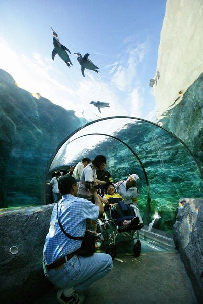 Discover the Wonders of Asahiyama Zoo