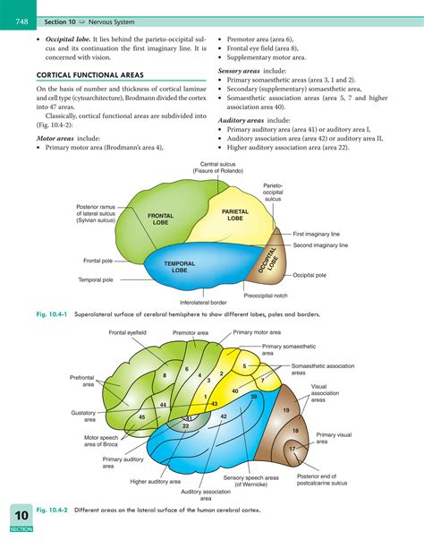 SOLUTION Physiological Anatomy And Functions Of Cerebral Cortex And