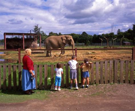 Visitors At Blair Drummond Safari Park Near Doune – Scotphoto