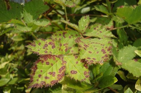 uach forma parte de grupo de expertos  erradicar zarzamora de juan