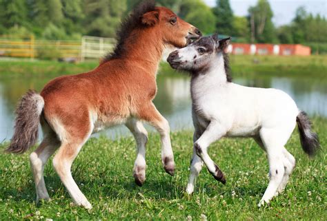 Worlds Smallest Horse Breed