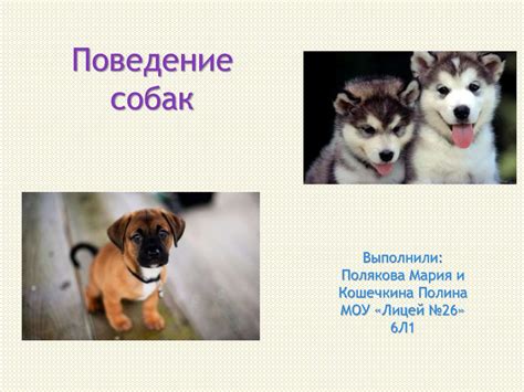 Поведение собак - online presentation