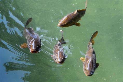 Premium Photo | Fish swimming in a pond