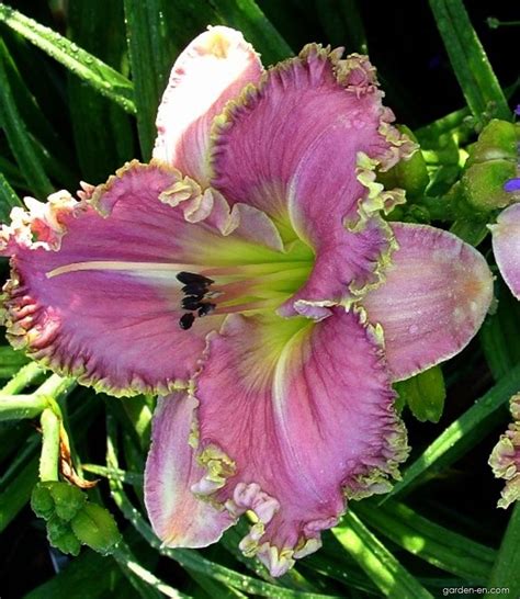 Daylily Hemerocallis Magic Lake Garden