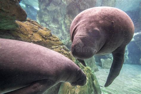 Newborn Baby Manatee Close Up Portrait Stock Image - Image of manatee ...