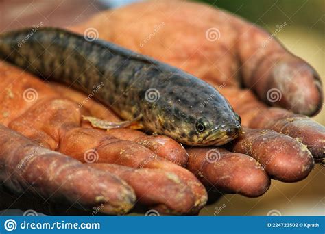 Poisson Murrel De La Canne Des Serpents Dans Une Main Sale Dun Fermier