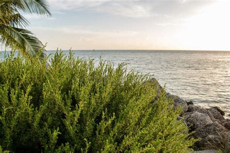 Sunset in Key West stock photo. Image of keys, boat - 133299184