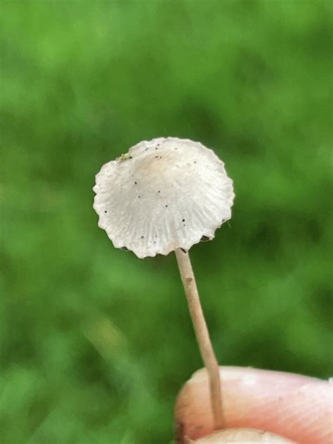 Mower S Mushroom From Ivanhoe Park Bellevue WA US On September 4