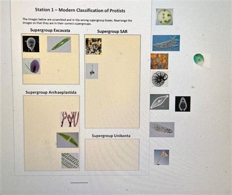 Solved Station 1-Modern Classification of Protists | Chegg.com