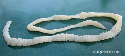 Flatworms Can Also Be Parasitic This Is A Parasite Called Tapeworm Human Parasites Parasite