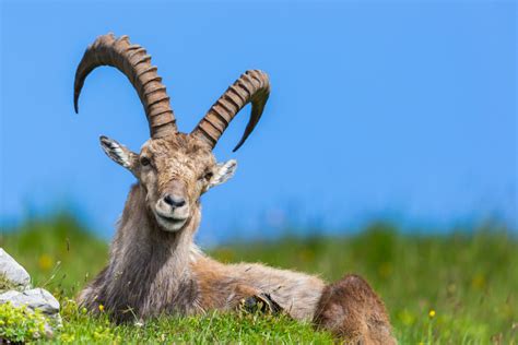 Was der Vollmond im Steinbock für Ihr Sternzeichen bedeutet