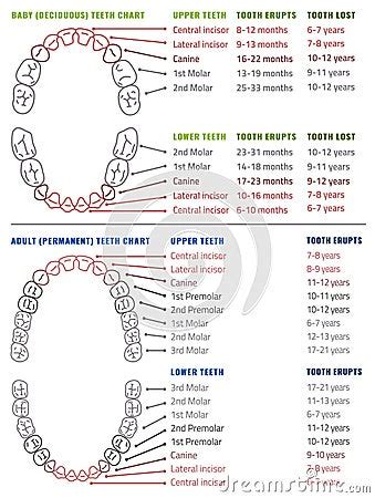 Human Teeth Infographic Teeth Infographic Cartoon Vector