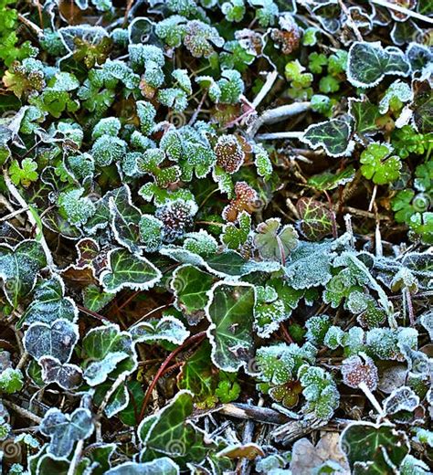 Frosty Leaves 1 Stock Image Image Of Beautiful Frost 19099685