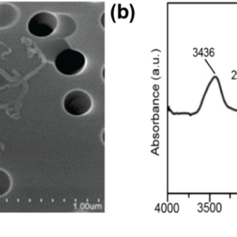 Characterization Of Swcnts A Scanning Electron Micrograph Of Swcnts