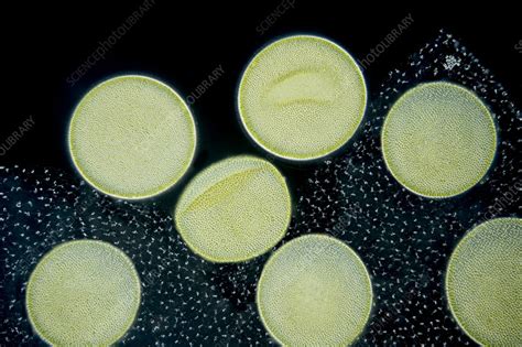 Algae Light Micrograph Stock Image C0594103 Science Photo Library