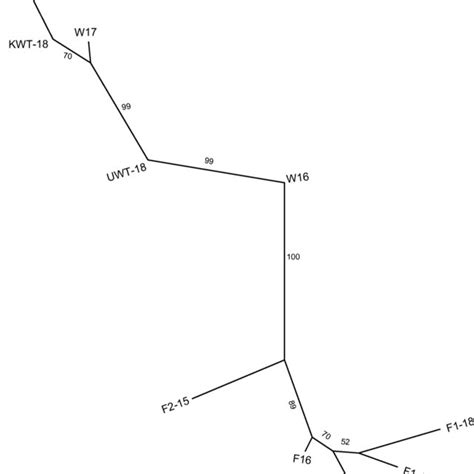 The Neighbor Joining Dendrogram Based On Genetic Distances Among