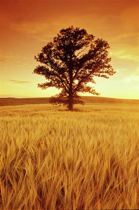 Oak Tree In Barley Field Photograph By Dave Reede Pixels