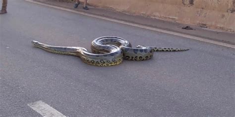 Traffic Stops For Giant Anaconda To Cross The Road Videos The Dodo