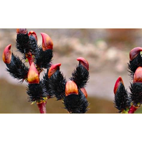 Pair Of Black Pussy Willows Patio Standard Black Pussy Willow Trees Salix Gracilistyla