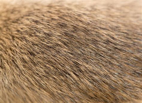 Closeup Real Lion Skin Texture Stock Image Image Of Exotic Furry