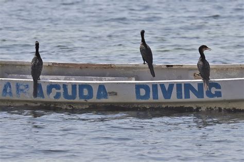 Kormorane Kormoran Phalacrocorax carbo c Rainer Mönke NABU