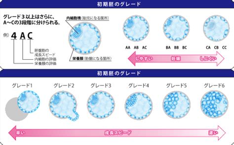 胚盤胞からグレードの良い受精卵へ育てる方法とは？ ｜ 健康新聞デジタルニュース