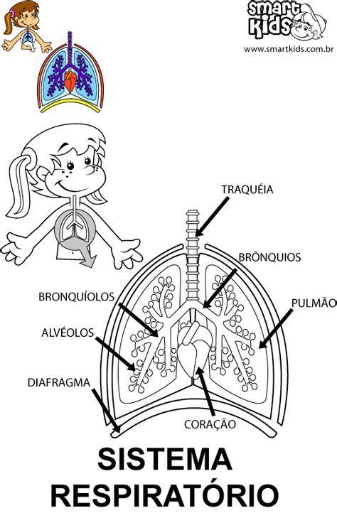 Sistema Respiratorio Para Colorir - Sistema Respiratório - Desenhos Para Colorir - Smartkids | Sistemas do ...