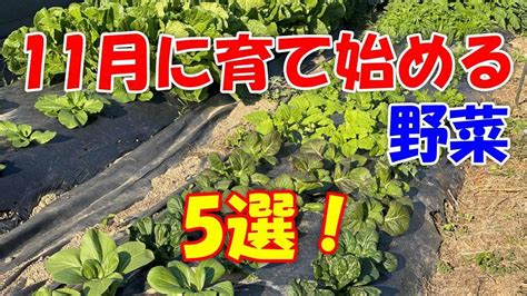 11月に種まき、育てはじめる野菜 ナス ピーマンの後とかに最適！ Youtube